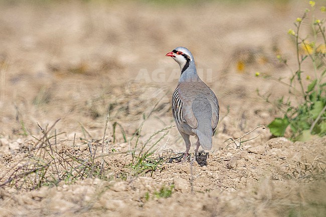 Island Chukar Partridge (Alectoris chukar cypriotes) walking on the ground near Nicosia, Cyprus. stock-image by Agami/Vincent Legrand,