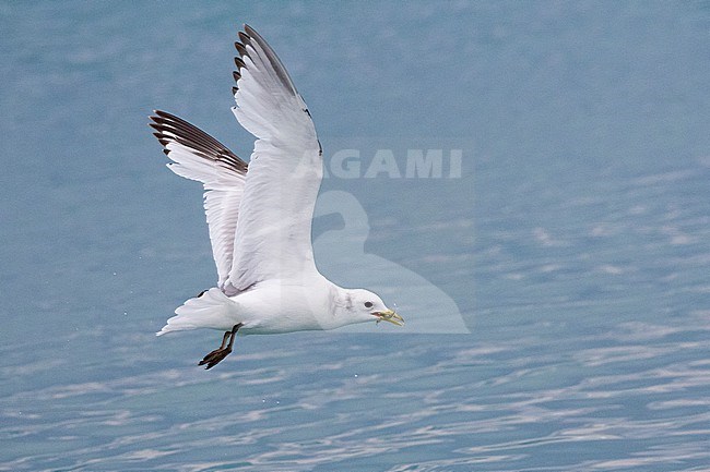 Black-legged Kittiwake (Rissa tridactyla), side view of a second year juvenile in flight with a caught fish, Southern Region, Iceland stock-image by Agami/Saverio Gatto,