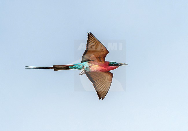 Adult Southern Carmine Bee-eater, Merops rubicoides, in flight near colony in Africa. stock-image by Agami/Dani Lopez-Velasco,