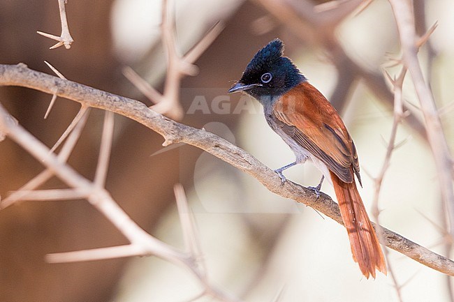 African Paradise Flycatcher (Terpsiphone viridis ssp harteti), adult perched on a branch, Ayn Hamran, Dhofar, Oman stock-image by Agami/Saverio Gatto,