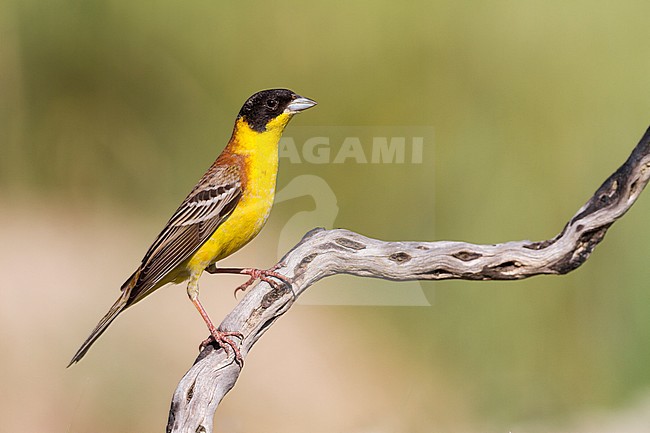 Black-headed Bunting - Kappenammer - Emberiza melanocephala, Cyprus, adult male stock-image by Agami/Ralph Martin,