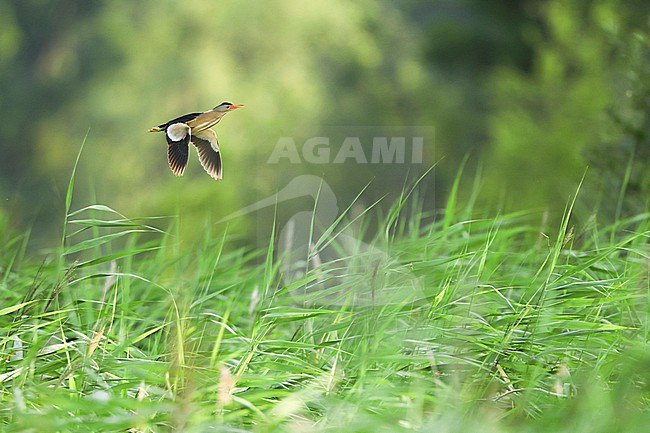 flying Little Bittern stock-image by Agami/Chris van Rijswijk,