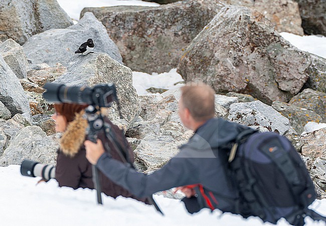 Little Auk (Alle alle) during summer on Spitsbergen, arctic Norway. Photographers in the foreground. stock-image by Agami/Marc Guyt,
