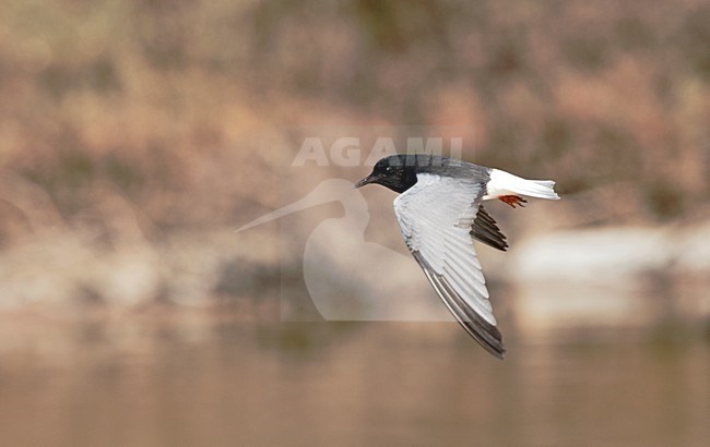 Volwassen Witvleugelstern in vlucht; Adult White-winged Tern in flight stock-image by Agami/Roy de Haas,