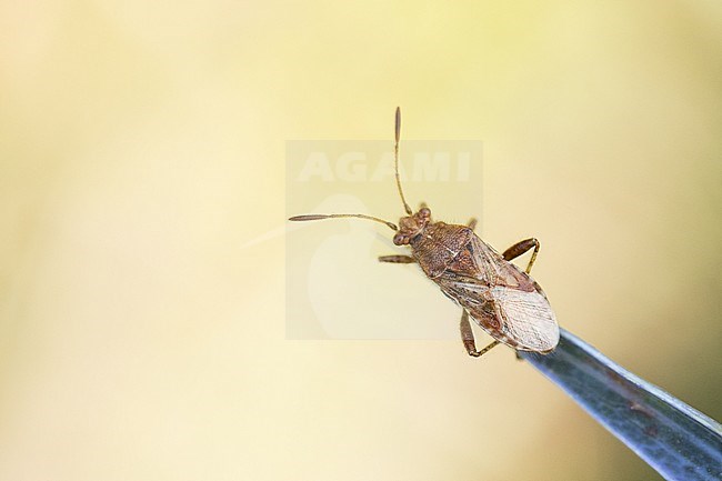 Rhopalus subrufus - Hellbraune Glasflügelwanze, Croatia, imago stock-image by Agami/Ralph Martin,