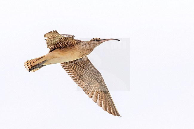 Wintering Bristle-thighed Curlew, Numenius tahitiensis. Photographed during a Pitcairn Henderson and The Tuamotus expedition cruise. stock-image by Agami/Pete Morris,