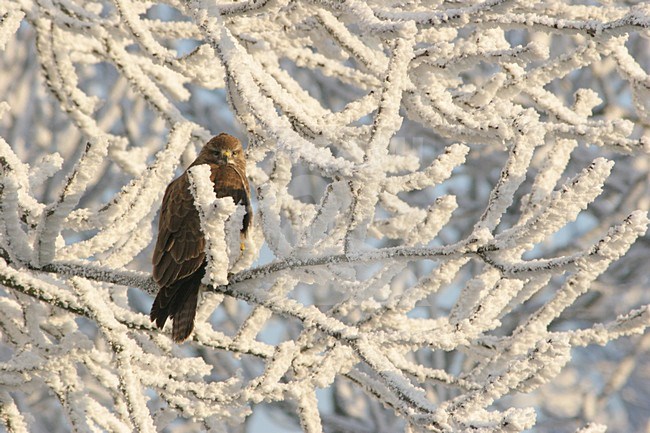 Common Buzzard perched in hoar frost covered tree; Buizerd zittend in met rijp bedekte boom stock-image by Agami/Karel Mauer,