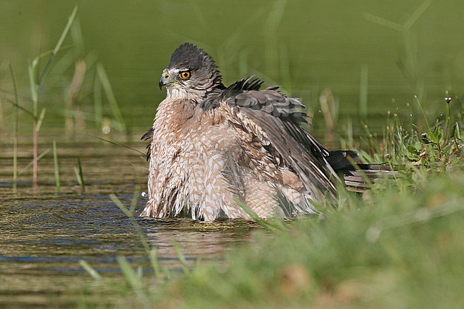 Cooper's Hawk (Accipiter cooperii) bathing in a retirement community in Fort Lauderdale, Florida, USA. stock-image by Agami/Tom Friedel,