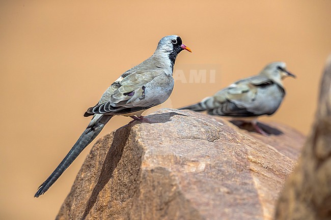 Couple of Namaqua Dove walking near Atar, Adar, Mauritania. April 05, 2018. stock-image by Agami/Vincent Legrand,