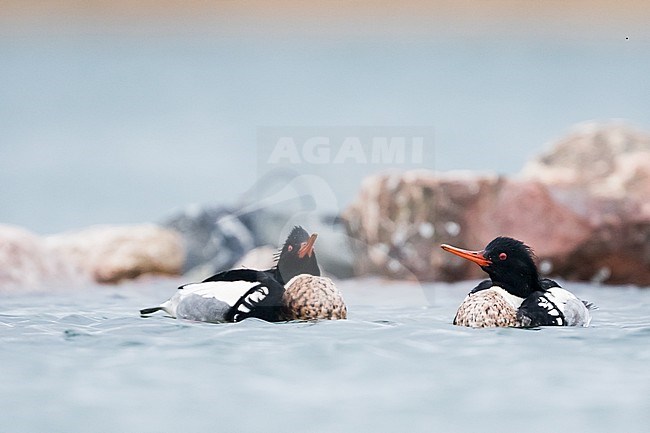 Red-breasted Merganser - Mittelsäger - Mergus serrator, Germany (Schleswig-Holstein), adult, male, courtship display stock-image by Agami/Ralph Martin,