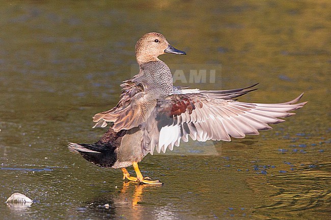 Mannetje Krakeend; Male Gadwall stock-image by Agami/Menno van Duijn,