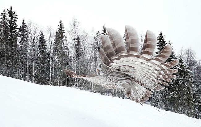 Hunting Great Grey Owl (Strix nebulosa), wintering in a cold taiga forest in northern Finland. stock-image by Agami/Markus Varesvuo,