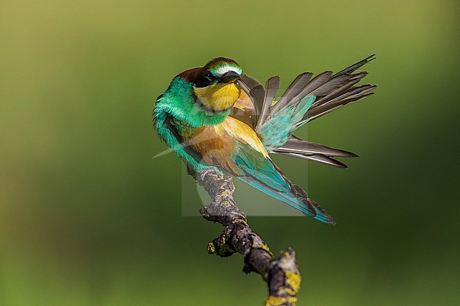 Bijeneter; Bee-eater stock-image by Agami/Daniele Occhiato,