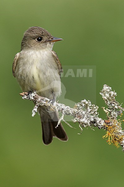 Adult
Galveston Co., TX
May 2013 stock-image by Agami/Brian E Small,