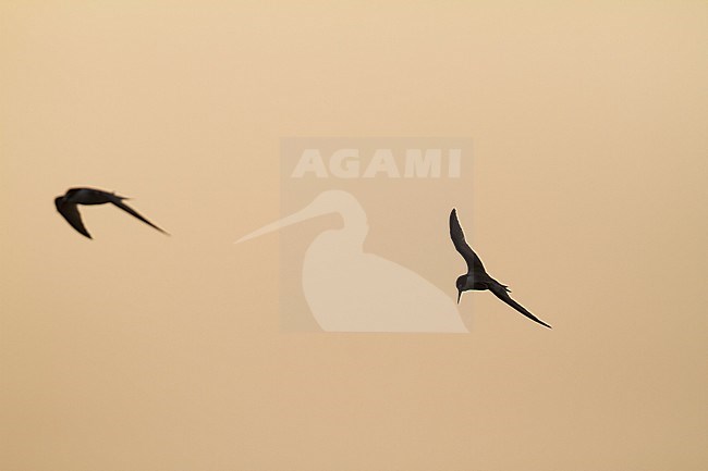 Presumed Saunder's Tern - Orientseeschwalbe - Sternula saundersi, Oman stock-image by Agami/Ralph Martin,
