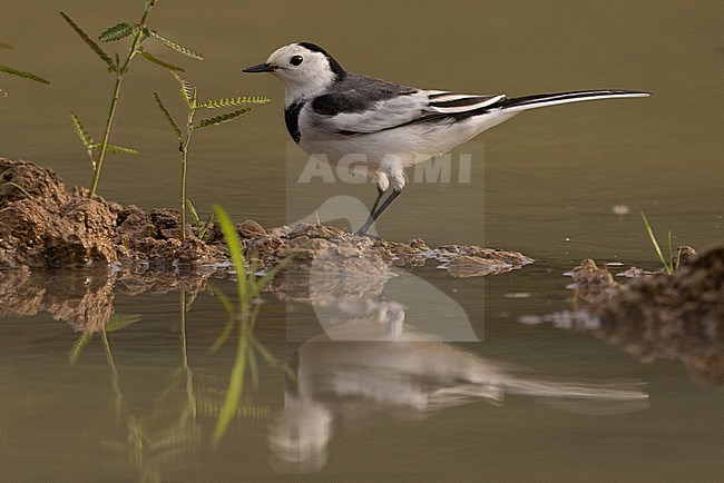 Female White 