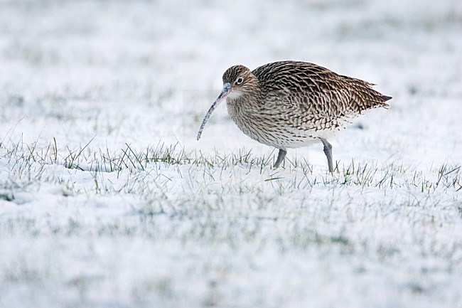 Wulp in de winter; Eurasian Curlew in winter stock-image by Agami/Menno van Duijn,