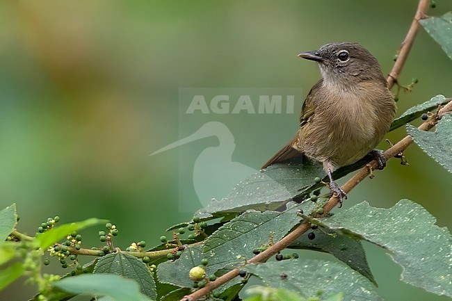 Little Grey Greenbul (Eurillas gracilis) perched on a branch in a rainforest in Equatorial Guinea. stock-image by Agami/Dubi Shapiro,