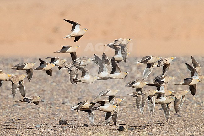 Crowned Sandrgouse (Pterocles coronatus), a flock in flight mixed with Spotted Sandgrouse stock-image by Agami/Saverio Gatto,