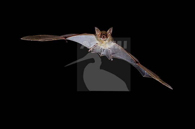 Vale Vleermuis verlaat grot, Greater Mouse-eared Bat leaving cave stock-image by Agami/Theo Douma,