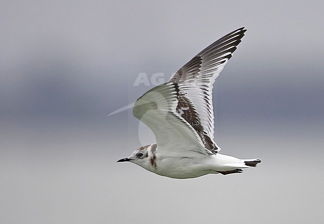Dwergmeeuw, Little Gull, Larus minutus stock-image by Agami/Tomi Muukkonen,