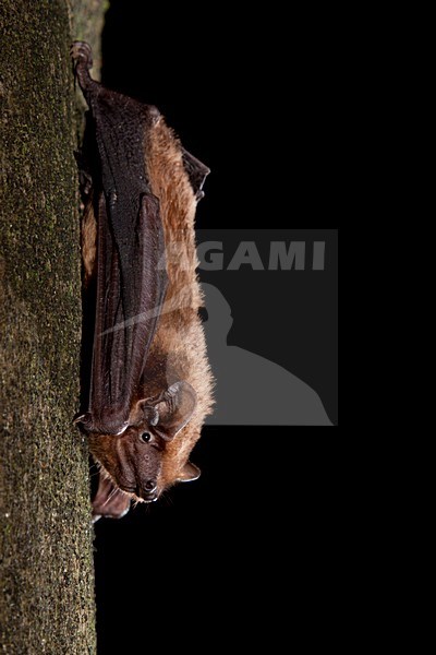 Hangende Rosse Vleermuis, Common Noctule hanging stock-image by Agami/Theo Douma,
