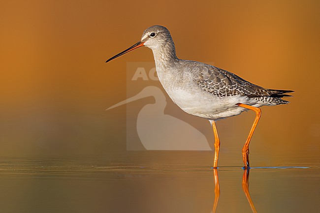 Spotted Redshank, Tringa erythropus, in Italy. stock-image by Agami/Daniele Occhiato,