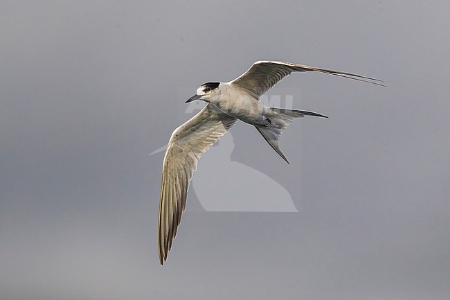 First-winter Common Tern (Sterna hirundo) in flight. stock-image by Agami/Daniele Occhiato,