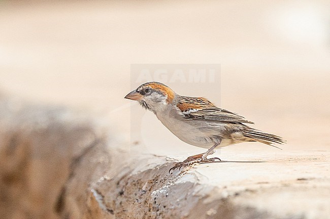 Male Iago Sparrow (Passer iagoensis) perched on a wall, with a sandy background in Cape Verde. stock-image by Agami/Sylvain Reyt,