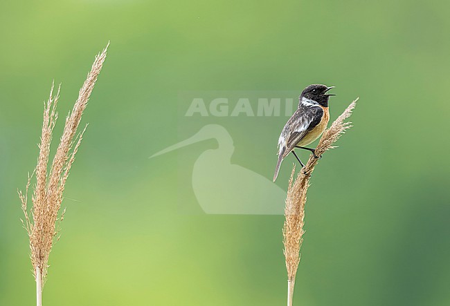  stock-image by Agami/Han Bouwmeester,