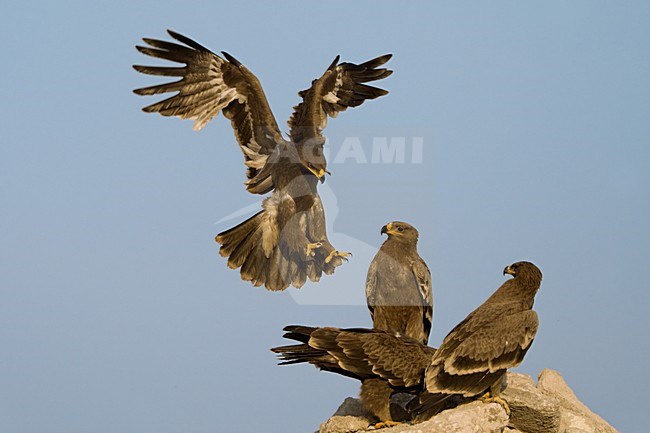 Steppearend in de vlucht; Steppe Eagle in flight stock-image by Agami/Daniele Occhiato,
