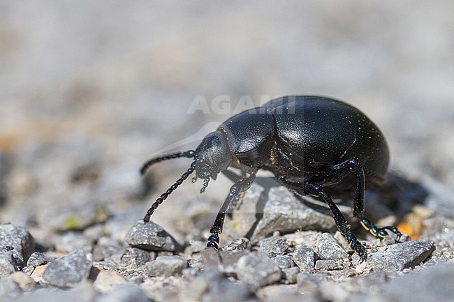 Timarcha tenebricosa - Bloody-nosed beetle - Tatzenkäfer, Germany (Baden-Württemberg), imago stock-image by Agami/Ralph Martin,