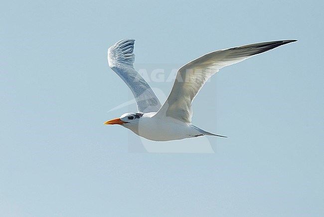 African Royal Tern (Thalasseus maximus albidorsalis). Side view of adult bird in flight with backlight, showing under wing pattern. stock-image by Agami/Dick Forsman,