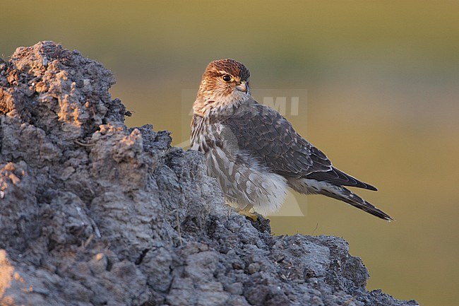 Smelleken; Merlin; Falco columbarius; stock-image by Agami/Arie Ouwerkerk,