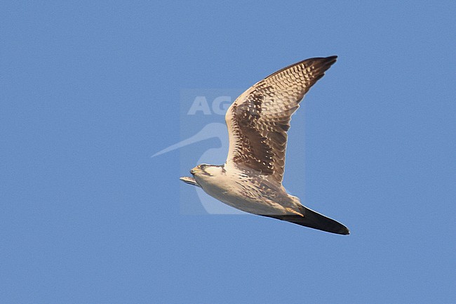 Laggar falcon (Falco jugger) in flight in Asia. stock-image by Agami/Laurens Steijn,