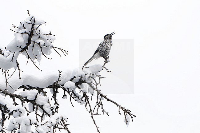 Kashmir nutcracker (Nucifraga multipunctata) in India. Perched in a snow covered tree. Also known as large-spotted nutcracker. stock-image by Agami/Dani Lopez-Velasco,