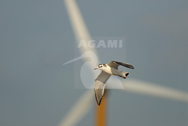Little Gull immature flying in front of wind turbine Nethelands, Dwergmeeuw onvolwassen vliegend voor windturbine Nederland stock-image by Agami/Wil Leurs,