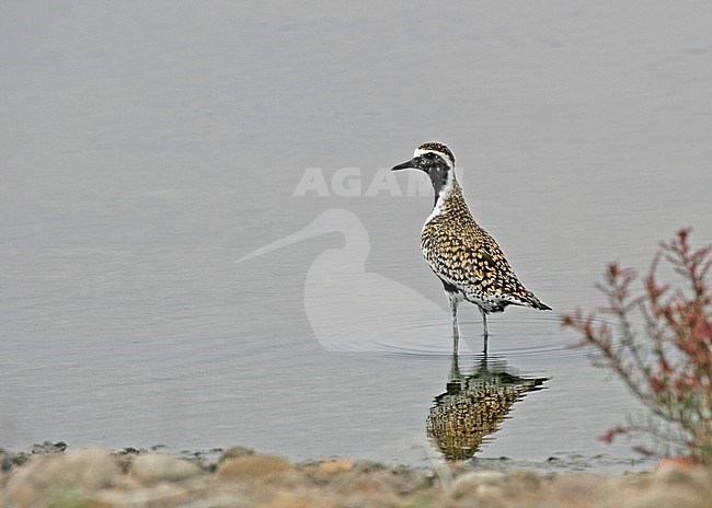 Adult Pacific Golden Plover (Pluvialis fulva) in summer plumage standing in shallow water on Taiwan. Looking over shoulder. stock-image by Agami/Pete Morris,