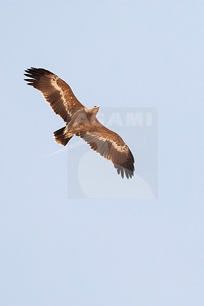 Steppe Eagle (Aquila nipalensis) during spring migration over Eilat Mountains, Israel. stock-image by Agami/Marc Guyt,