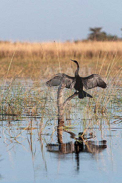 An African darter, Anhinga rufa, sunning its wings. Chobe River, Chobe National Park, Kasane, Botswana. stock-image by Agami/Sergio Pitamitz,
