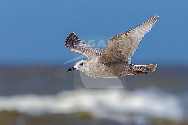 This bird was seen among thousand of gulls near Egmond aan zee in the Netherlands. stock-image by Agami/Vincent Legrand,