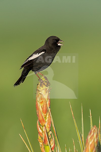 Adult male breeding
Weld Co., CO
June 2023 stock-image by Agami/Brian E Small,