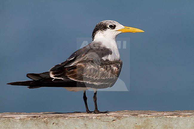 Greater Crested Tern - Eilseeschwalbe - Thalasseus bergii velox, Oman, 1st cy stock-image by Agami/Ralph Martin,