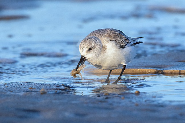 Sanderling (Calidris alba) in winter plumage with catching a shrimp at low tide. stock-image by Agami/David Monticelli,