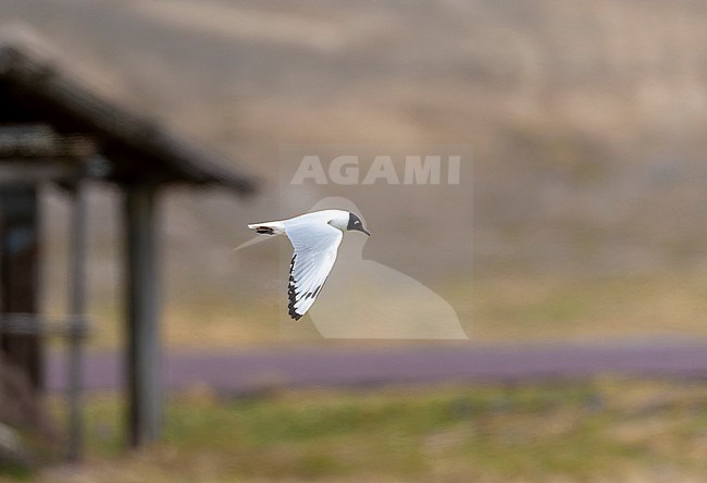Adult Andean gull (Chroicocephalus serranus) in breeding plumage. Flying in Antisana Ecological reserve in the high mountains of Ecuador. stock-image by Agami/Marc Guyt,