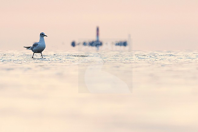 Black-headed Gull - Lachmöwe - Larus ridibundus, Germany, adult, winter plumage stock-image by Agami/Ralph Martin,