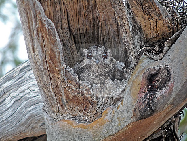 Australian owlet-nightjar (Aegotheles cristatus) resting during daytime in Australia in its nesthole. stock-image by Agami/Pete Morris,