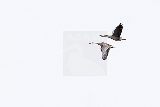 a couple of  swan goose (anser cygnoides) in flight, found near Khalk River in eastern Mongolia in Dornod Aimag stock-image by Agami/Mathias Putze,