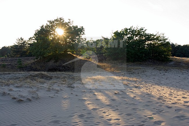 Kootwijkerzand, Kootwijk, Veluwe, Netherlands stock-image by Agami/Marc Guyt,