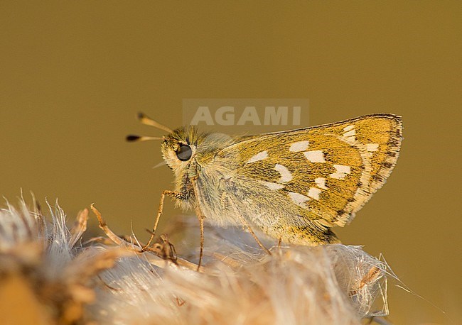 Silver-spotted Skipper, Hesperia comma stock-image by Agami/Wil Leurs,